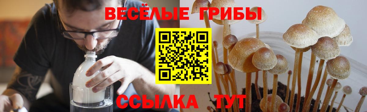 Галлюциногенные грибы прущие грибы  Вход с VPN  Кореновск 